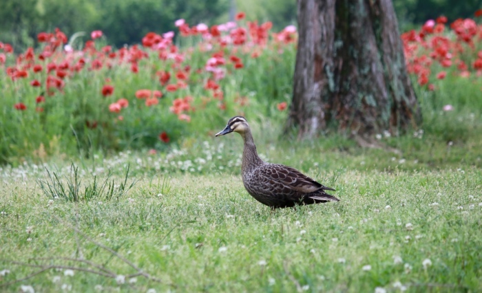 【あけぼの山農業公園 - 2 -】_f0348831_08082191.jpg