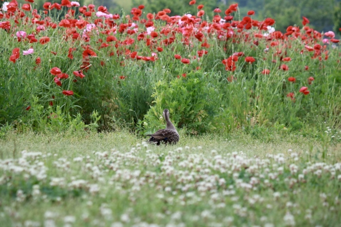 【あけぼの山農業公園 - 2 -】_f0348831_08082859.jpg