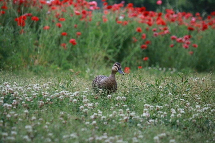 【あけぼの山農業公園 - 2 -】_f0348831_08083017.jpg