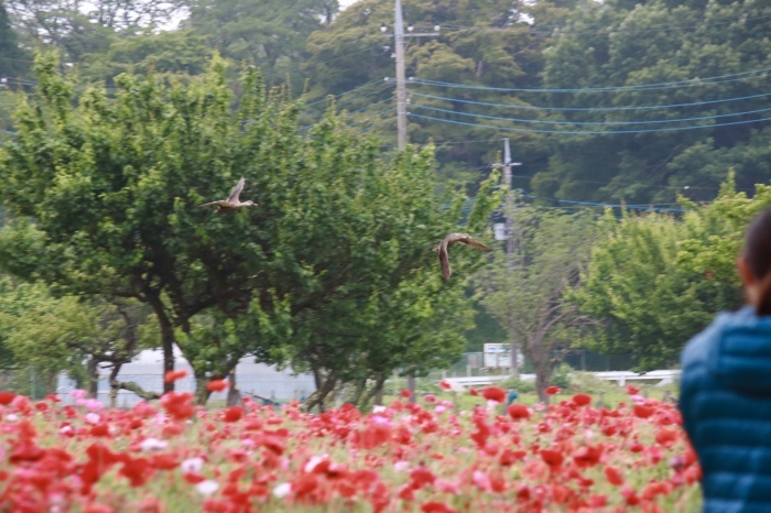 f0348831_08083651.jpg
