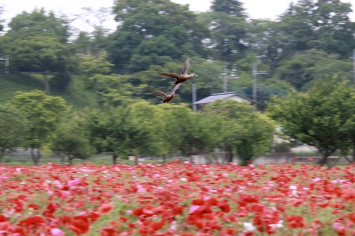 【あけぼの山農業公園 - 2 -】_f0348831_08084320.jpg