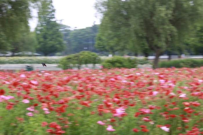 【あけぼの山農業公園 - 2 -】_f0348831_08084433.jpg