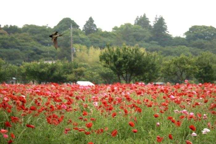 【あけぼの山農業公園 - 2 -】_f0348831_08084930.jpg