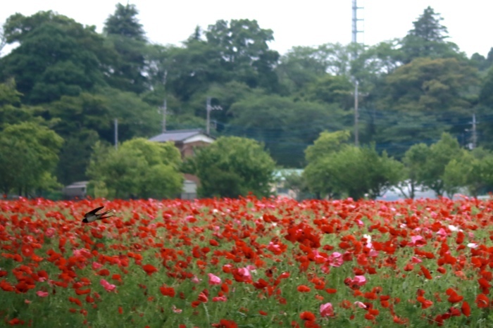 【あけぼの山農業公園 - 2 -】_f0348831_08085625.jpg