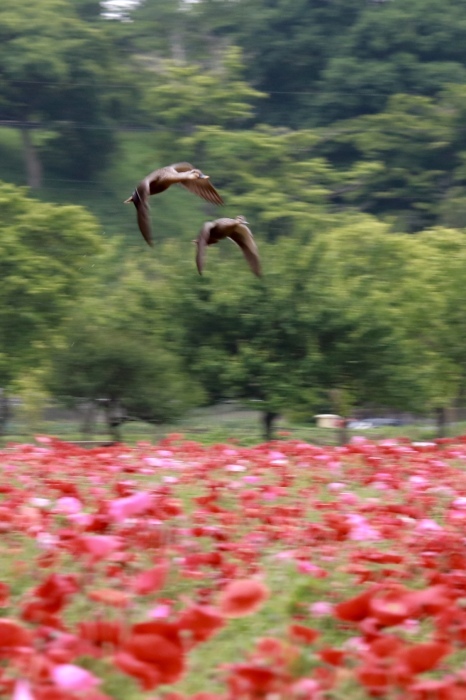 【あけぼの山農業公園 - 2 -】_f0348831_17532484.jpg