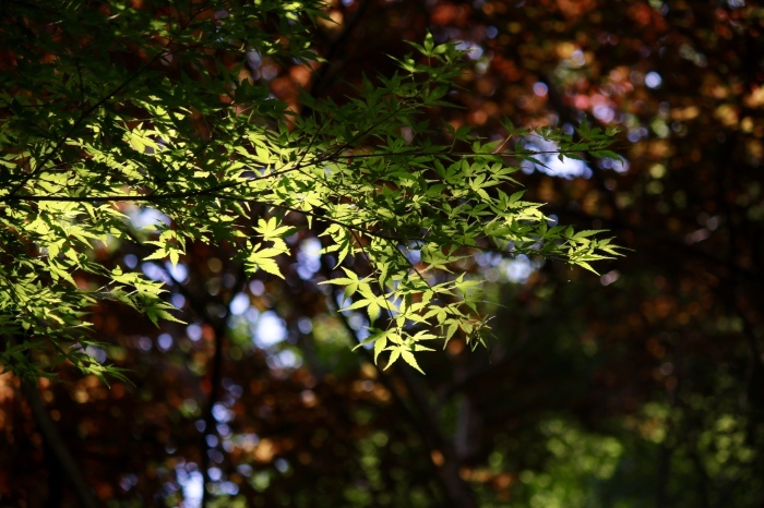 【あけぼの山農業公園 - 2 -】_f0348831_18363624.jpg