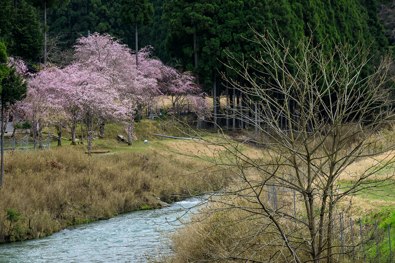 京都の桜2017 京北町の桜たち_f0155048_0465212.jpg