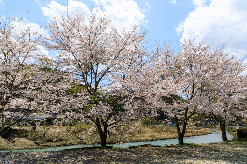 京都の桜2017 京北町の桜たち_f0155048_0472460.jpg