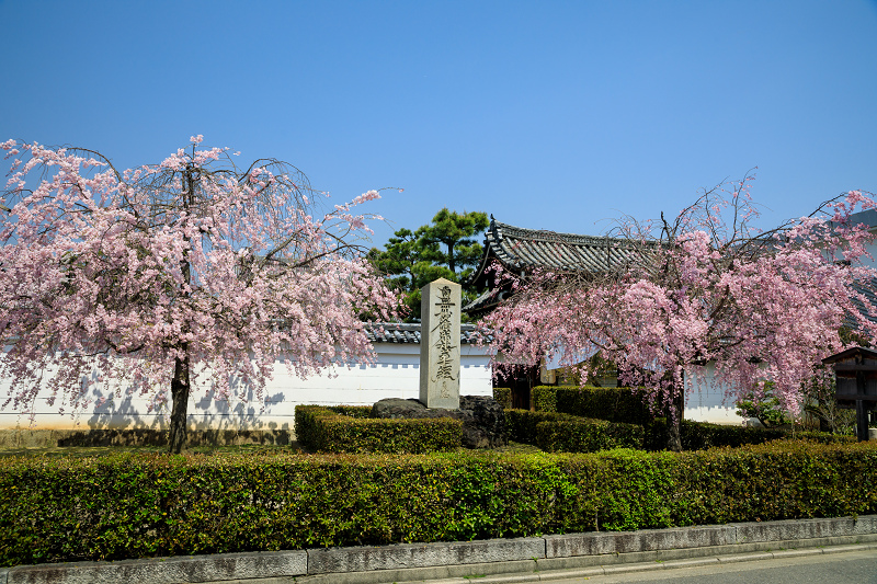 京都の桜2017 妙顕寺のお庭_f0155048_23352395.jpg