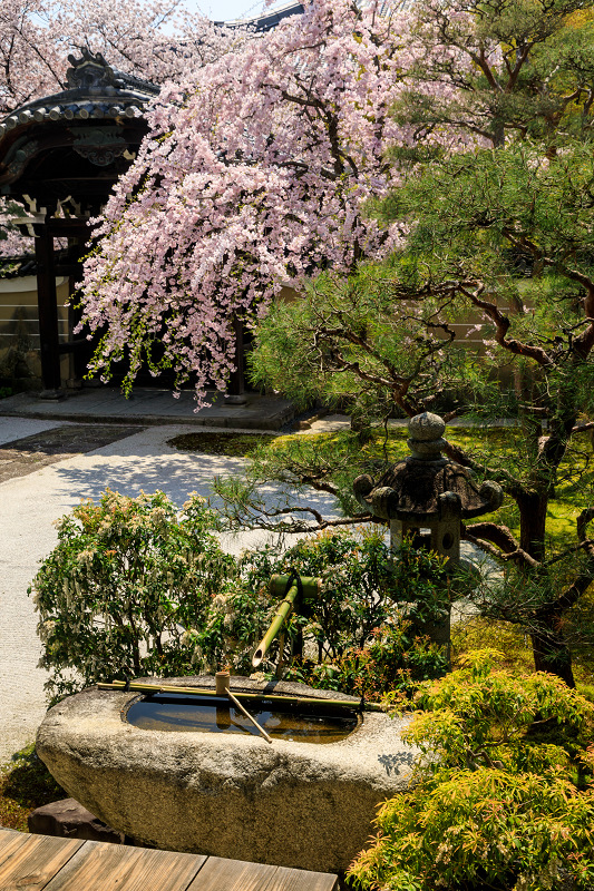 京都の桜2017 妙顕寺のお庭_f0155048_23383390.jpg