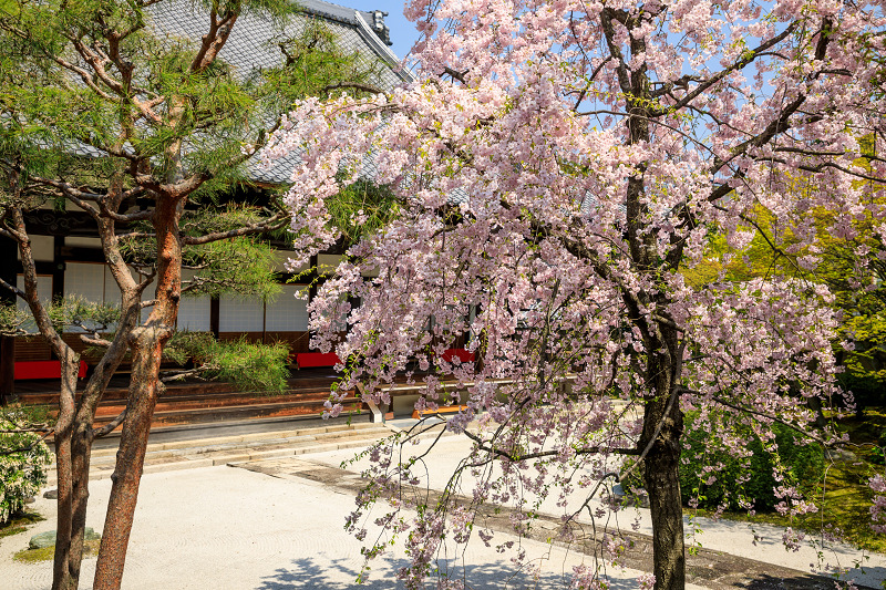 京都の桜2017 妙顕寺のお庭_f0155048_23401421.jpg