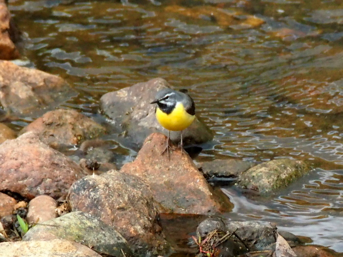 セグロセキレイ　キセキレイ　5/29_f0313357_07452777.jpg