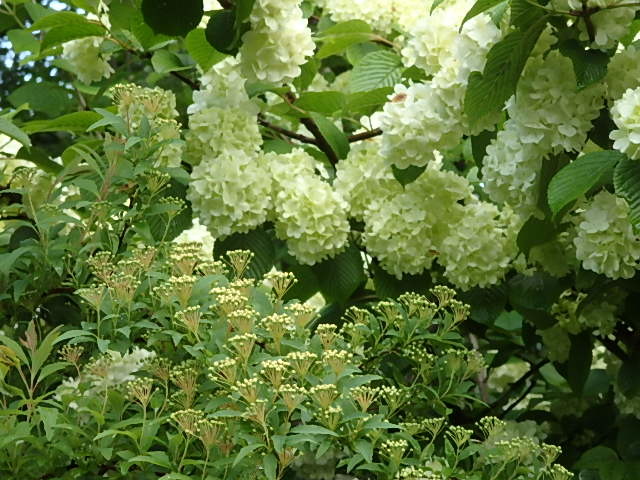 e0017562_06231192.jpg