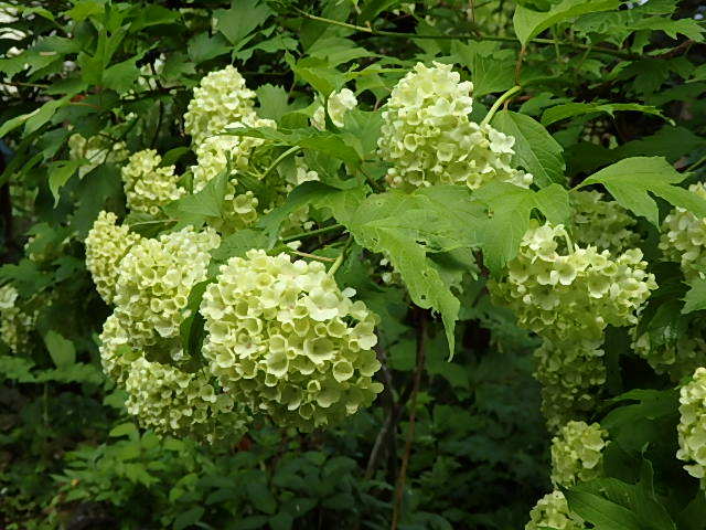 e0017562_06252341.jpg