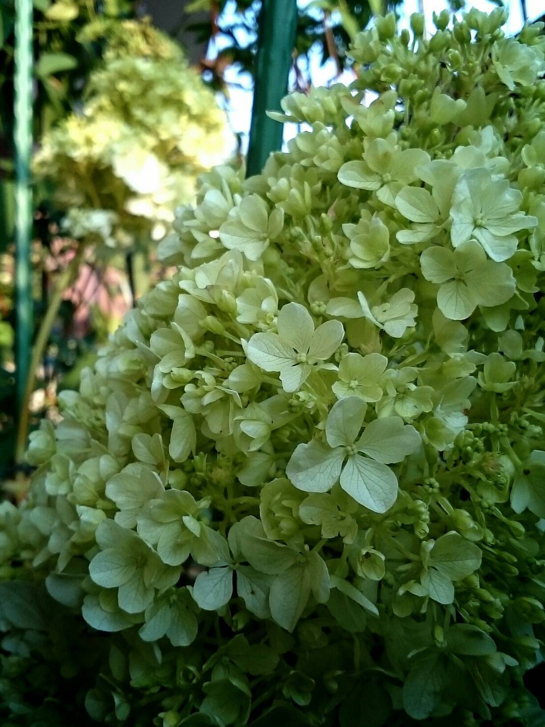 柏葉アジサイ２種のつぼみを比較した 花暮らしの記