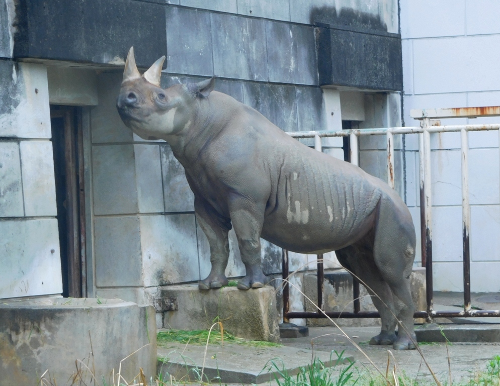 クロサイ アイさんの角磨き 東山動物園 17 05 13 ごきげんよう 犀たち