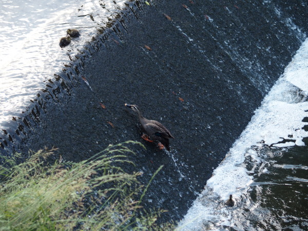 カルガモ子育て観察ランニング_c0122670_23375360.jpg