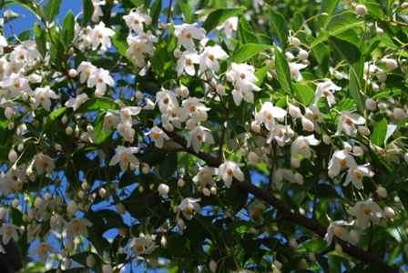 メイフラワー 5月に咲いた花 今咲いている花 蔓兵衛の山と庭の日々