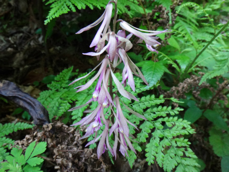 連日の山歩き、井原山（糸島市）_d0182075_04175016.jpg