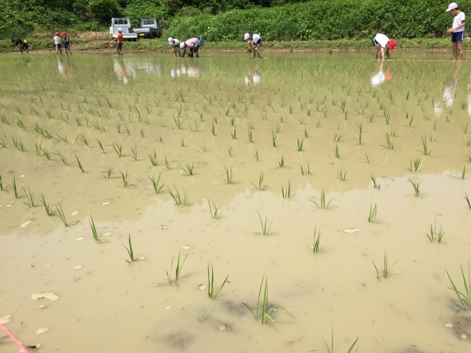 小学生田植え体験_d0182179_19361866.jpg