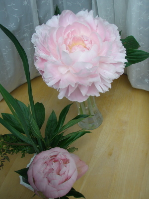 芍薬ルーズベルト Flower Id Design