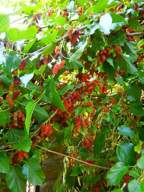 e0366084_12441446.jpg