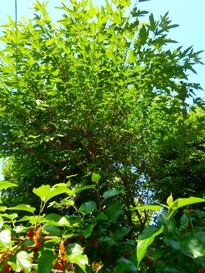 e0366084_13165741.jpg