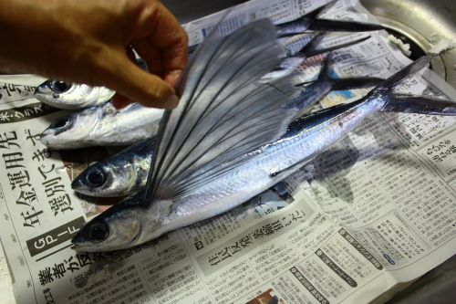 トビウオ料理_c0204385_18053342.jpg
