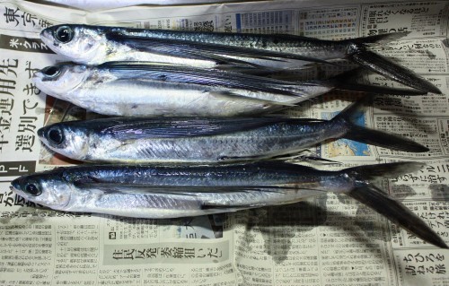 トビウオ料理_c0204385_18074265.jpg