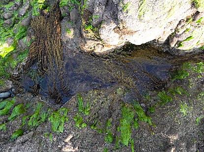 Tide Pool タイドプール Shopmasterのひとりごと