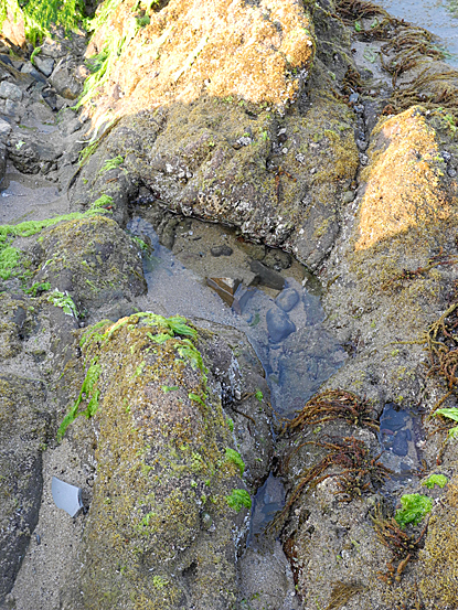 Tide Pool タイドプール Shopmasterのひとりごと