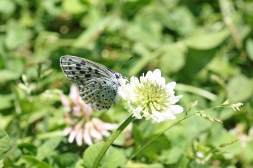 オオルリシジミ 安曇野の公園で_d0353091_16252477.jpg