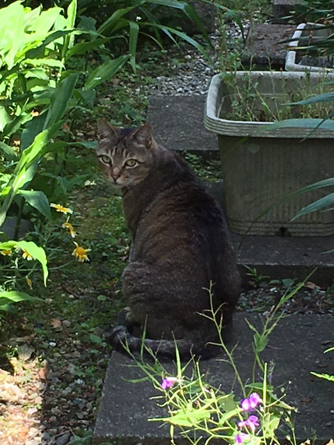 夫の実家の猫と帰路と飛行機とてぶっちょ_d0360391_21001894.jpg