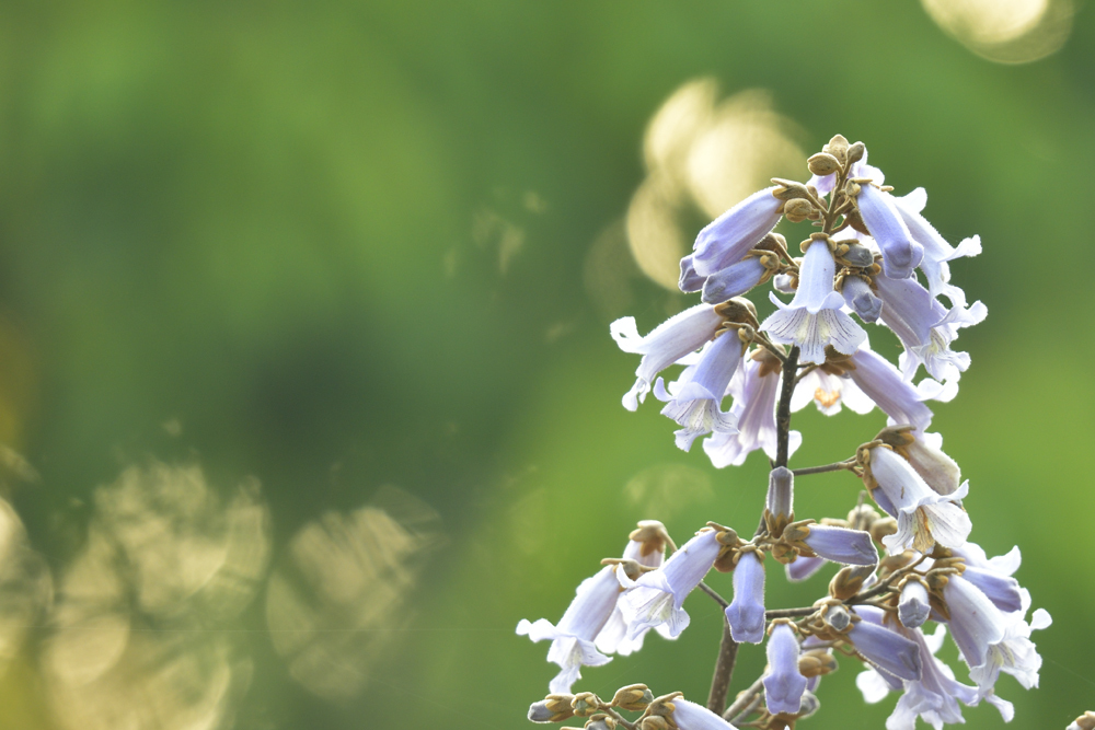 ”巣立ちの季節”と春の花々たくさん_d0164892_22402513.jpg