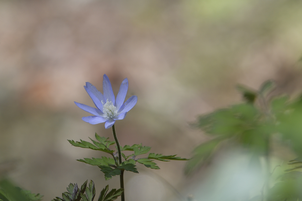 ”巣立ちの季節”と春の花々たくさん_d0164892_22511444.jpg