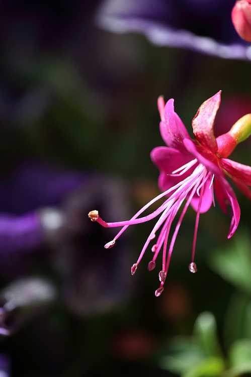 花たち　～ながの花フェスタ～_f0368904_7123522.jpg