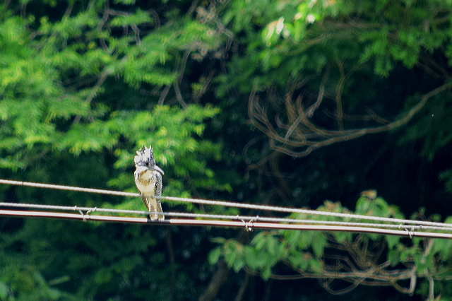 鳥ドラ☆　初めましての～_f0368610_18432511.jpg