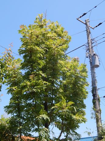 5月終わり。梅雨りまじか。_b0352112_146598.jpg