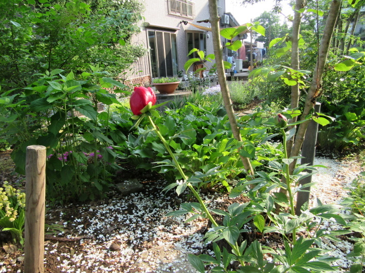 5月裏庭3_f0067514_08080139.jpg