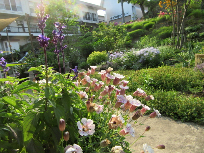 5月裏庭3_f0067514_08091079.jpg