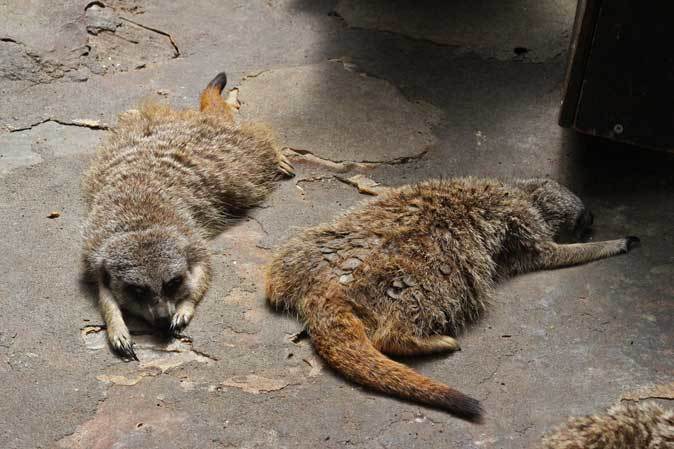 上野動物園・小獣館の動物たち：ぺった～んミーアキャット_b0355317_21233380.jpg