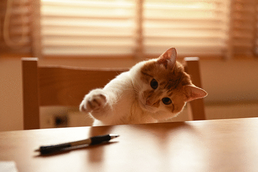 b0259218_02432639.gif