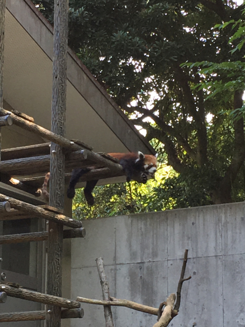 猛暑の動物園_e0357018_22533069.jpg