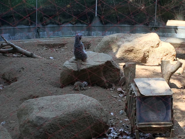 猛暑の動物園_e0357018_22554956.jpg