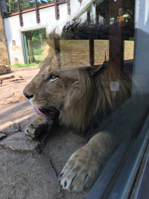 猛暑の動物園_e0357018_23014287.jpg