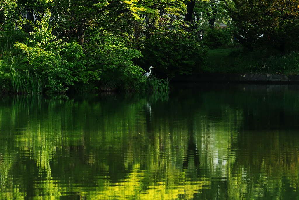 今朝も中島公園 ....._b0085526_10504186.jpg