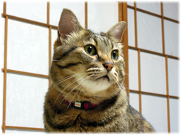 大阪滞在、実家の猫にごあいさつ(追記）_d0221430_21583839.jpg