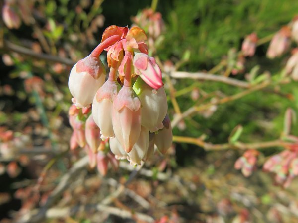 17年5月31日 花から実へ 今日の風に吹かれましょう 17年5月31日 花から実へ 今日の風に吹かれましょう