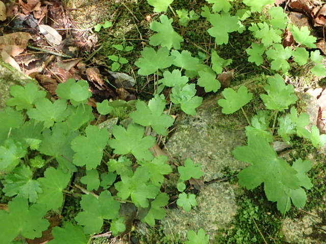 f0334143_20134514.jpg