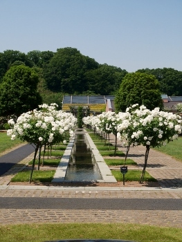 花フェスタ記念公園に。。。_b0107544_19405696.jpg